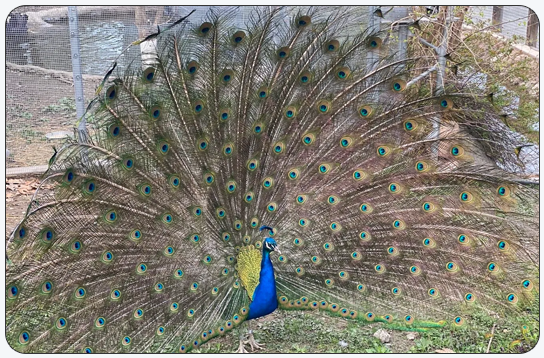 Woodland Apartments Tourist Attractions Coventry RI: Roger Williams Park & Zoo Woodland Apartments Tourist Attractions Coventry RI: Roger Williams Park & Zoo